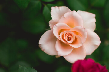yellow rose with leaves