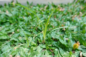 Teki or Cyperus rotundus among the grass. One of the agricultural weeds that is often found in open...