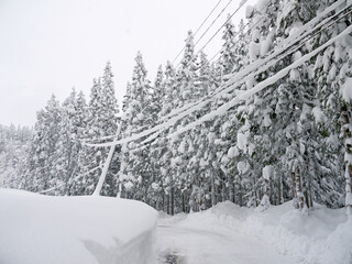 Beautiful road in snowy pine forest with deep snowdrifts on roadside
