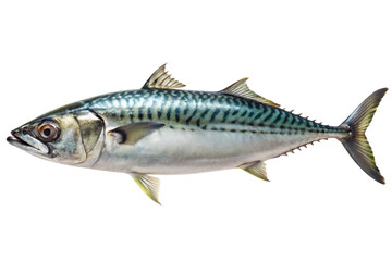 Tuna fish isolated on transparent background