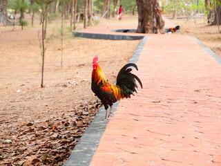 rooster in the yard © Ham
