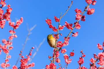 メジロと梅の花