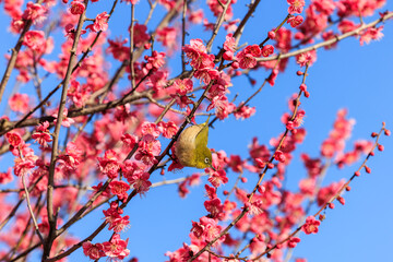 メジロと梅の花