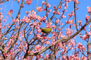 メジロと梅の花