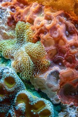 Vibrant Coral Reef A Macro World of Intricate Textures and Marine Life
