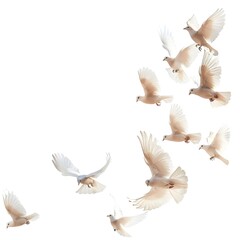 Obraz premium white doves in flight, White pigeons isolated on white background 