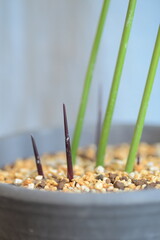 Plants are beginning to bud.