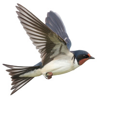 Naklejka premium side view of swallow transparent isolated on white png