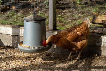 Hen feeding from the feeder in the chicken coop.