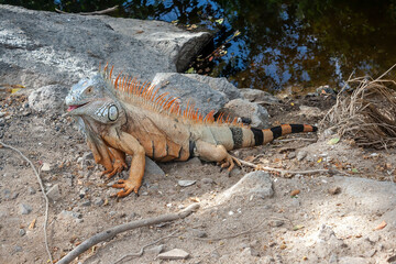 Iguana, Puerto Vallarta, Jalisco, Mexico