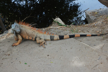 Iguana, Puerto Vallarta, Jalisco, Mexico