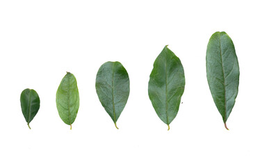 Imagen de un set de hojas verdes pequeñas y grandes recurso gráfico con fondo transparente