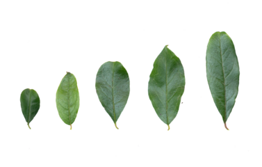 Imagen de un set de hojas verdes pequeñas y grandes recurso gráfico con fondo transparente