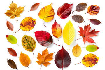 Obraz premium set of autumn leaves for design isolated on white background