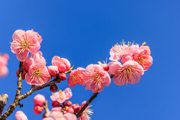 梅の花　紅梅