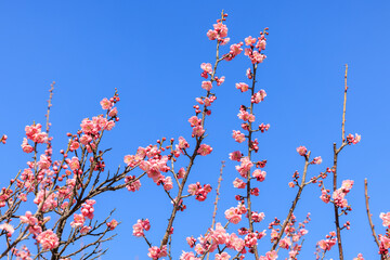 梅の花　紅梅