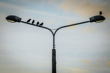 Crows sit on an old lantern at sunset