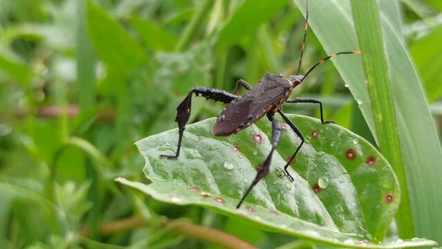 Acanthocephala terminalis