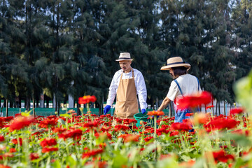 Asian farmer and florist is working in the farm while putting in organic fertilizer in zinnia flowers using secateurs for cut flower business farm in agriculture industry