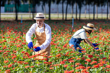 Team of Asian farmer and florist is working in the farm while cutting zinnia flowers using secateurs for cut flower business in his farm for agriculture industry concept