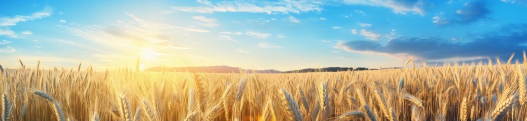 Obraz premium golden wheat field at sunset