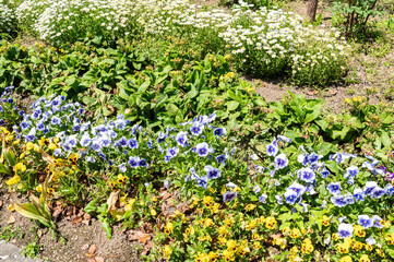 黄色と青紫のパンジー