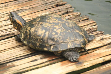 D'Orbigny's slider turtles resting on a wooden structure