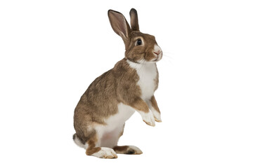 Obraz premium isolated cute rabbit , GENERATIVE AI