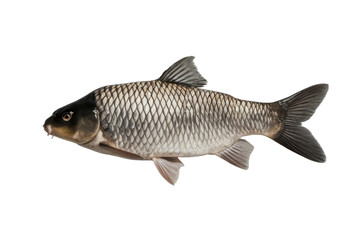 Fototapeta premium isolated fresh fish, GENERATIVE AI