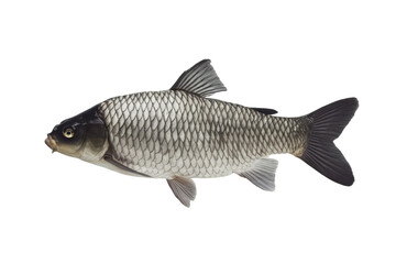 Fototapeta premium isolated fresh fish, GENERATIVE AI