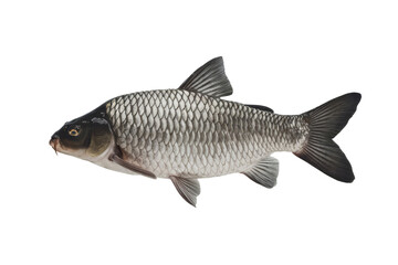 Fototapeta premium isolated fresh fish, GENERATIVE AI