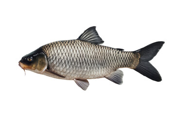 isolated fresh fish, GENERATIVE AI