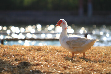 Ducks walking on straw in a farm the straw will be sold for use in making fertilizer for agriculture 