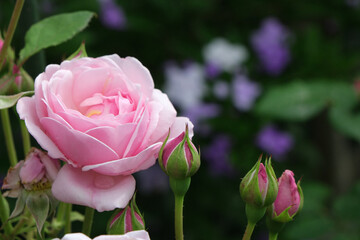 雨粒のついたソフトなピンク色のバラ