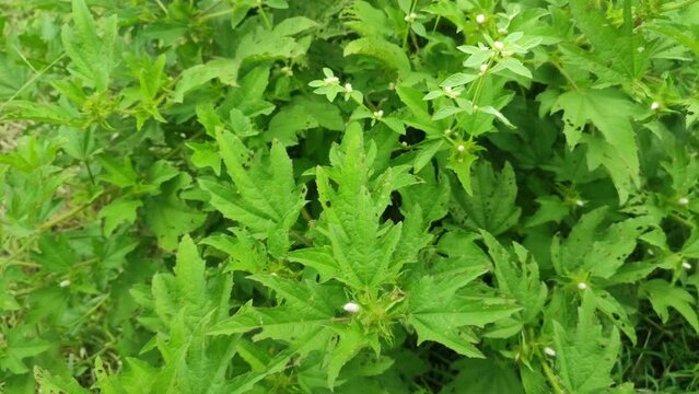 fresh green wild plant in the fields