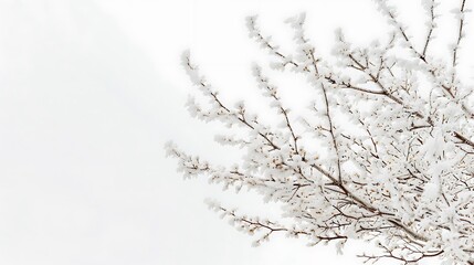 Close-up of frozen twigs covered in snow, their delicate forms standing out against the clean white background.