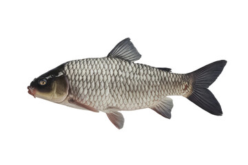 Obraz premium isolated fresh fish, GENERATIVE AI