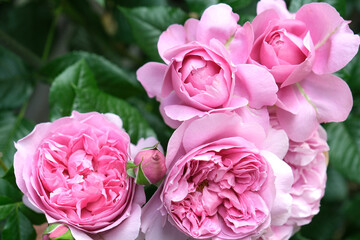 寄せ合って咲く柔らかなピンクのバラ