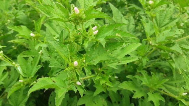 fresh green wild plant in the fields