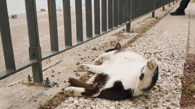 A black and white cat lies on its back with its legs spread on the promenade.