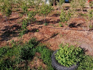 Blueberry plantation with drip irrigation, water is supplied through black pipes that pass through the rows of bushes.
