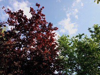 Two varieties of hazelnuts with red and green leaves against a blue clear sky background.