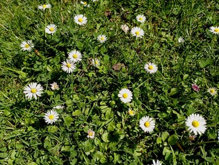 White daisy background in green grass. Natural spring backgrounds and textures.