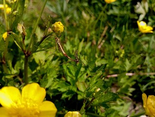 The act of reproduction of insects, mosquitoes. Female and male mosquitoes breed in green grass.