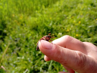 Melolonthinae on the hand of a person on a background of green grass. A person who comes into contact with insects.