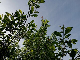 Beetles are circling near the crown of the willow tree
Melolonthinae. Branches with green leaves on a background of a blue sky near which Melolonthinae spring beetles fly.