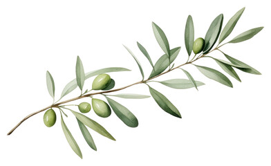 PNG Olive branch plant olive herbs.