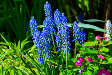 Grape Hyacinths bloom at a Botanical Gardens Exhibit in Grand Rapids, Michigan.