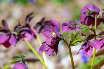 Fototapeta premium Purple Lenten Roses at a Botanical Gardens Exhibit in Grand Rapids, Michigan.