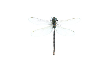 Dragonfly  isolated on white background, Close up of Dragonfly insect
